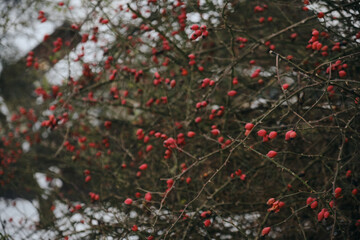 Rosehip close-up on the branches of a bush. Ripe rose hips grow in the garden.
