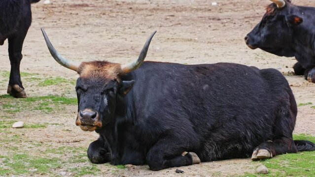 Heck cattle, Bos primigenius taurus, claimed to resemble the extinct aurochs. Domestic highland cattle
