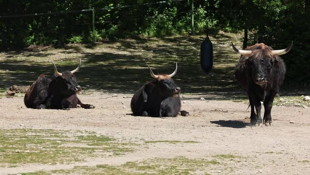 Heck cattle, Bos primigenius taurus, claimed to resemble the extinct aurochs. Domestic highland cattle