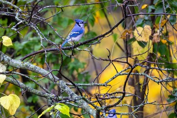 Blue Jay