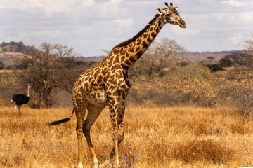 giraffe in the wild