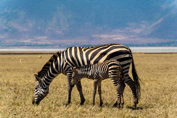zebra in the wild