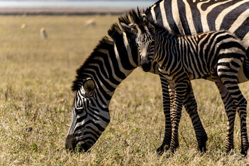 zebra in the wild
