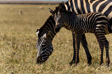 zebra in the wild