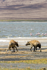 hyenas at the beach