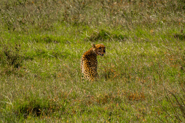 cheetah in the grass