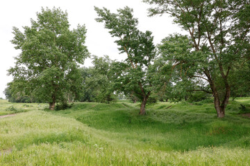 National Park Lunca Muresului, Arad, Romania, Europe