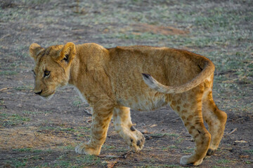 Lion cubs