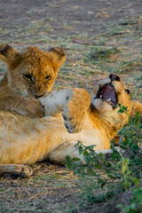 Lion cubs