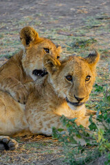 Lion cubs