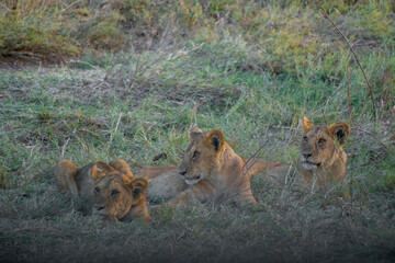 Lion cubs