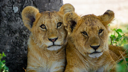 lion cubs portrait