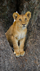 portrait of a lion cub © Colin