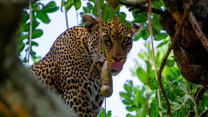 leopard in the tree