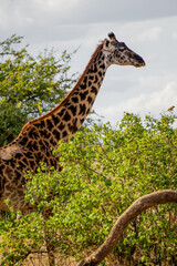 giraffe in the wild