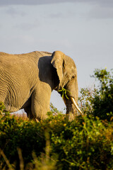 elephant in the savannah