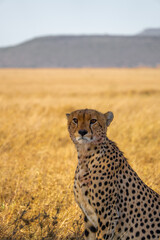 cheetah in serengeti