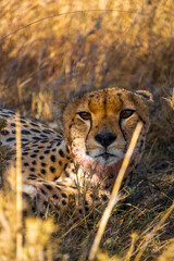 cheetah in the grass