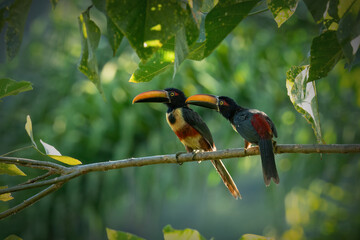 two fiery-billed aracari on a branch in the foliage of a tree