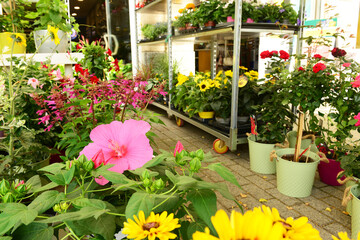 Pots with beautiful flowers in shop