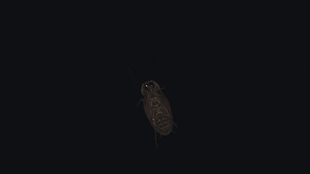 Funny Roach Bug - Spooky Dancing Loop - Artistic 3D animation with alpha channel isolated on transparent background