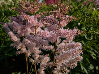 False Goat's Beard (Astilbe x lemoinei) 'Rubella' with attractive divided leaves and erect...