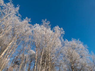 View on trees in forest fully covered with white frost on a sunny winter day with contrasting blue sky in background. Winter scenery