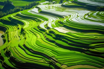 Foto op Canvas An aerial view of a vast and lush rice field - landscape © Mayava