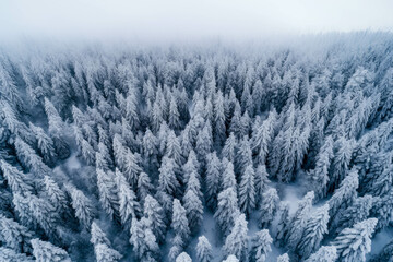 Drone photo of snow-covered evergreen trees during winter and after snowfall. Aerial view of a frozen, icy landscape