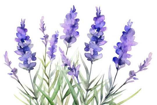 lavender flower watercolor isolated on white