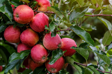 Obraz premium Red apples on a tree.Ripe Apples in the Apple Orchard before Harvesting. Apple orchard. Basket of Apples.Morning shot