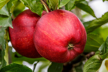 Red apples on a tree.Ripe Apples in the Apple Orchard before Harvesting. Apple orchard. Basket of Apples.Morning shot