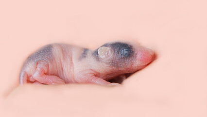 Close-up of a small blind and hairless mouse lies sideways on a peach-pink background with copy space. Color of the year 2024 -peach Fuzz. Care, tenderness, small rodent, pet