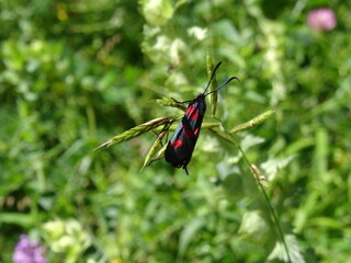 red bug on leaf