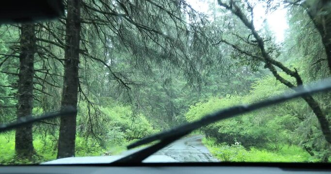 Driving car in the raining forest