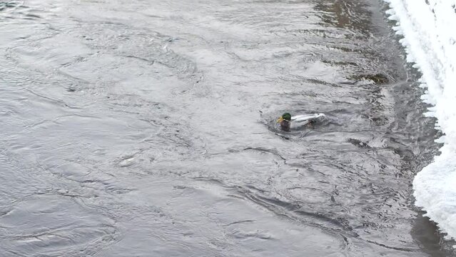 In frosty weather mallard drake bathes in pond, cleans its plumage and lubricates its beak feathers with the fat of coccygeal gland to retain heat. Thermoregulation and heat conservation in waterfowl