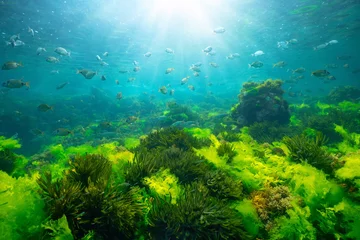 Poster Green seaweed underwater with sunlight and shoal of fish, natural seascape in the Atlantic ocean, Spain, Galicia, Rias Baixas © dam