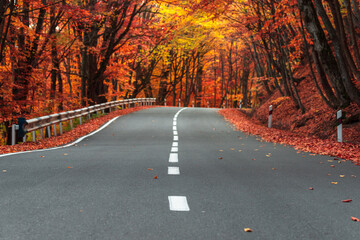 Asphalt road going through the autumn forest