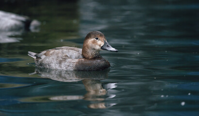 Duck swims in the pond
