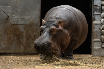 Hippopotamus eats straw