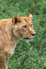 Female lion in the forest
