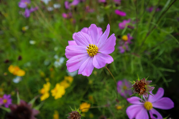 Cosmos Flower or Bunga Kenikir, Beauty purple flower, close up, blurred background