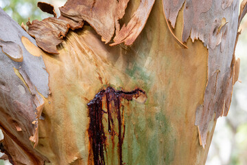Sap oozing from the bark of a Sydney Red Gum Tree