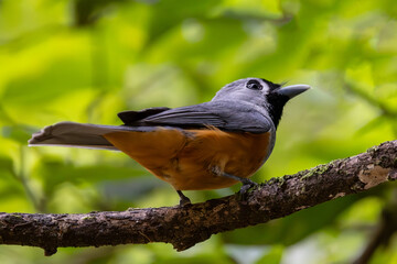 Australian Black-faced Monarch perched in tree canopy