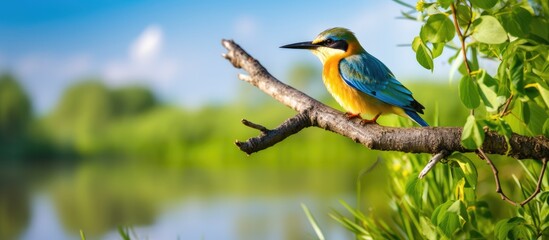 Fototapeta premium A majestic bird perched on a tree branch in the vibrant Danube Delta ecosystem environment conservation eco. Copy space image. Place for adding text