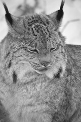 E. Z. M. 9 Décembre 2023 - N&B