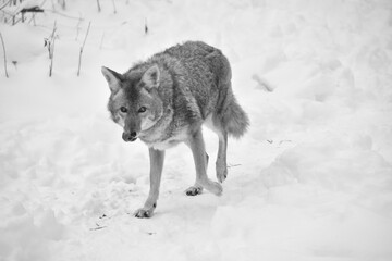 E. Z. M. 9 Décembre 2023 - N&B