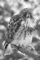 E. Z. M. 9 Décembre 2023 - N&B