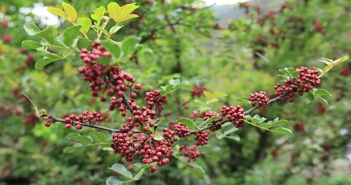 Sichuan pepper fruits on tree in the nature