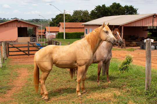 Cavalos na Fazenda